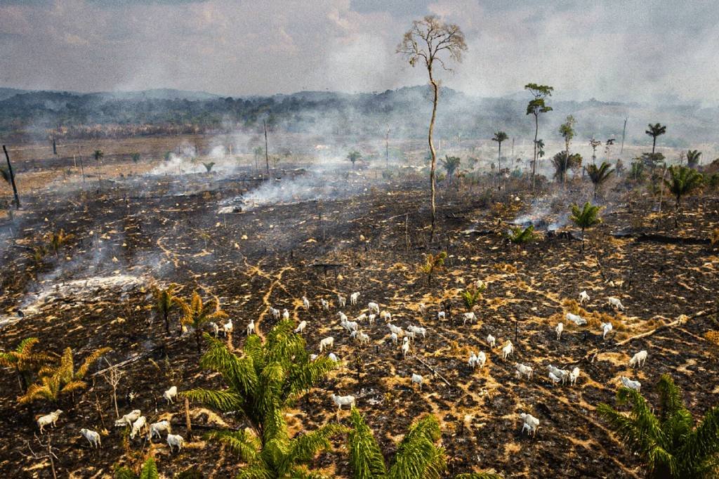 Amazônia: governo vai dar escritura a ocupações após vistoria a distância