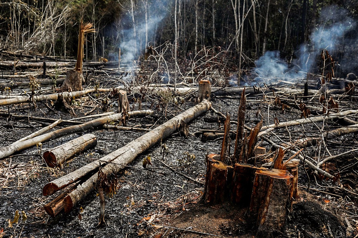 Amazônia: vídeo mostra o estrago das queimadas. Veja as imagens