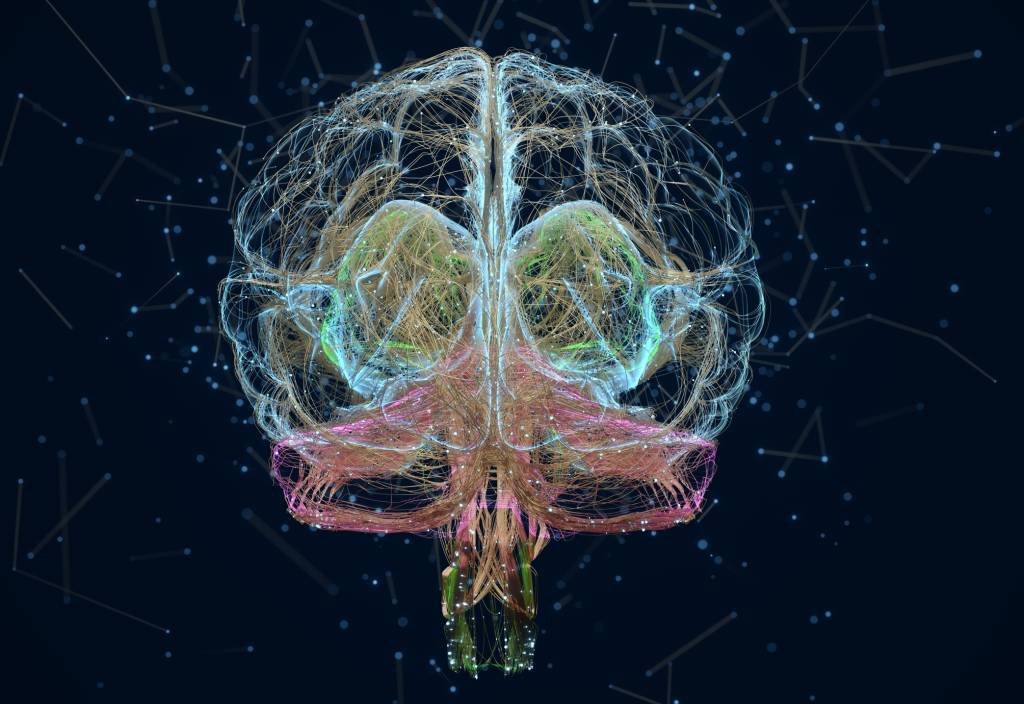 Cérebro: ameba 'comedora de cérebro' pode ser causa de morte de criança nos EUA (Andriy Onufriyenko/Getty Images)