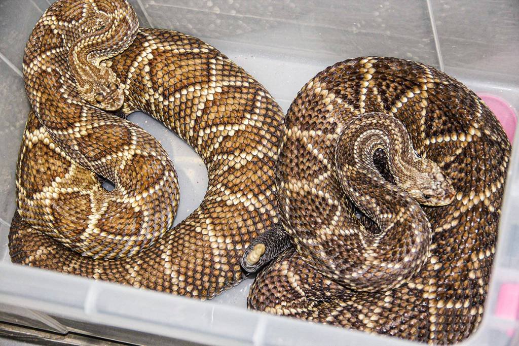 Acumulador de cobras entrega, de uma vez, 152 cascavéis no interior do PR
