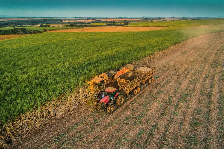 Colheita de cana em São Paulo: a produção vai aumentar 18% neste ano, alcançando 35 milhões de toneladas (Mauro Zafalon/Folhapress)