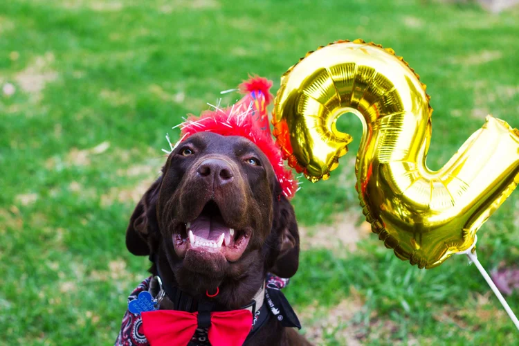 Cachorros: pesquisadores descobriram que eles são mais velhos do que imaginamos (saraidasilva/Getty Images)