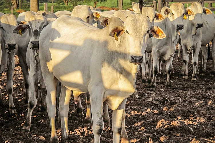 Produção de carnes: negócio juntaria segunda maior do mundo (Marfrig) e maior exportadora da América do Sul (Minerva) (Juan Forero/Getty Images)