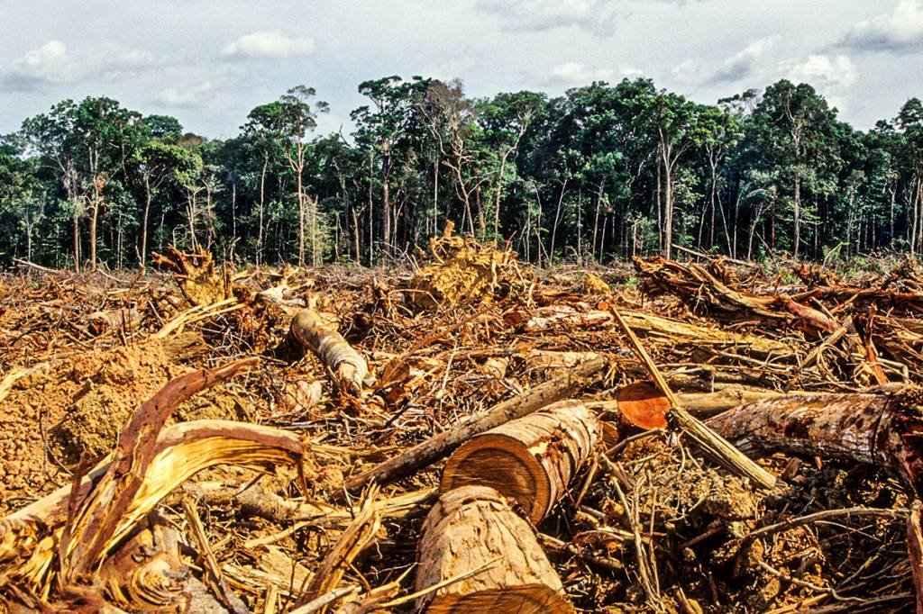 Desmatamento na Amazônia dispara, em meio à pressão internacional