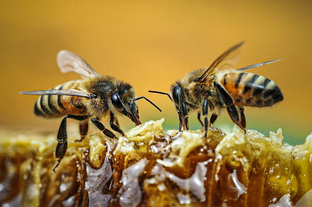 Sumiço de abelhas ameaça a produção agrícola dos EUA, diz estudo
