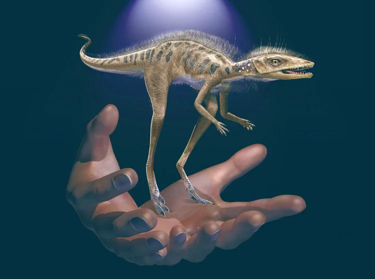 Konganaphon Kely: novo dinossauro foi encontrado em fósseis de Madagáscar (Frank Ippolito/© American Museum of Natural History/Reprodução)