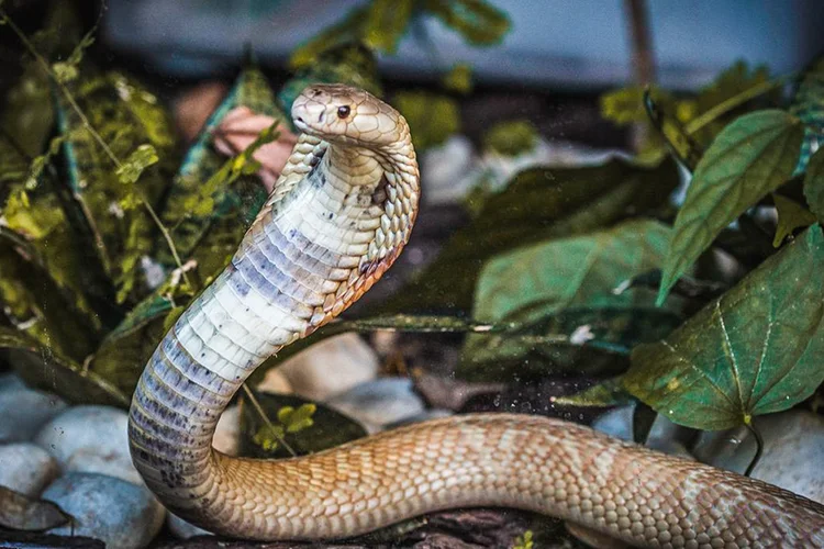 A naja da espécie kaouthia, de origem dos continentes asiático e africano, possui um dos venenos mais mortais do mundo (Ivan Mattos/Zoológico de Brasília/Divulgação)