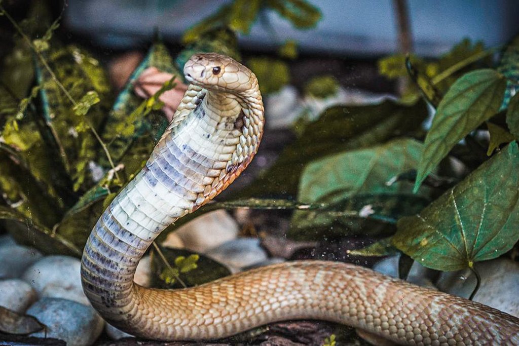 Qual a diferença entre cobra e serpente? Tire suas dúvidas, ok