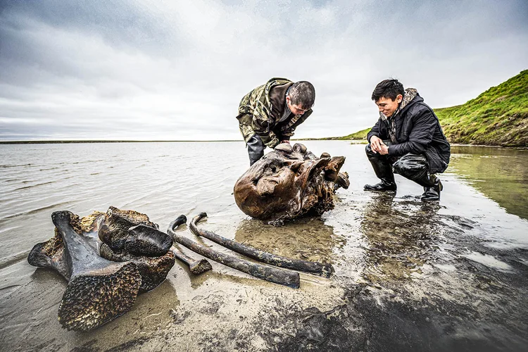 Especialistas examinam esqueleto de mamute, que podia ter até 5 metros de altura, na Sibéria (Yamalo-Nenets/Reuters)