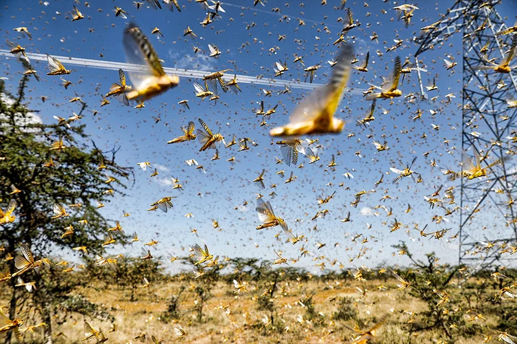 Gafanhotos: nos últimos meses, duas nuvens de gafanhotos no Paraguai e na Argentina já haviam despertado alertas nas lavouras (Baz Ratner/Reuters)