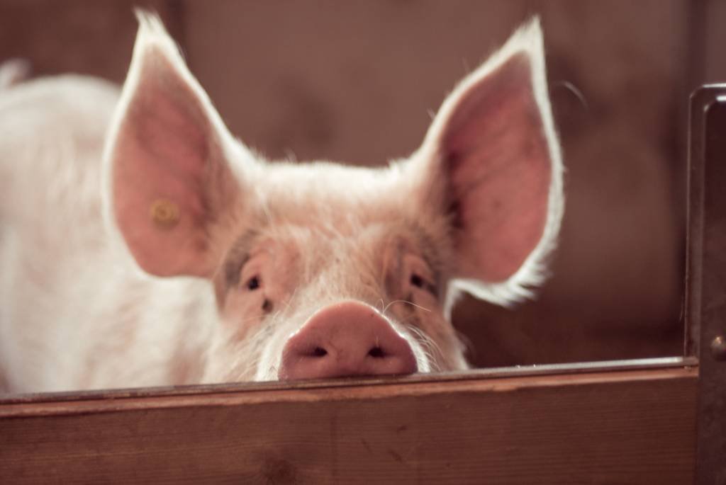 Suínos: caso ocorreu em criatório de suínos para subsistência (Ineke Kamps/Getty Images)