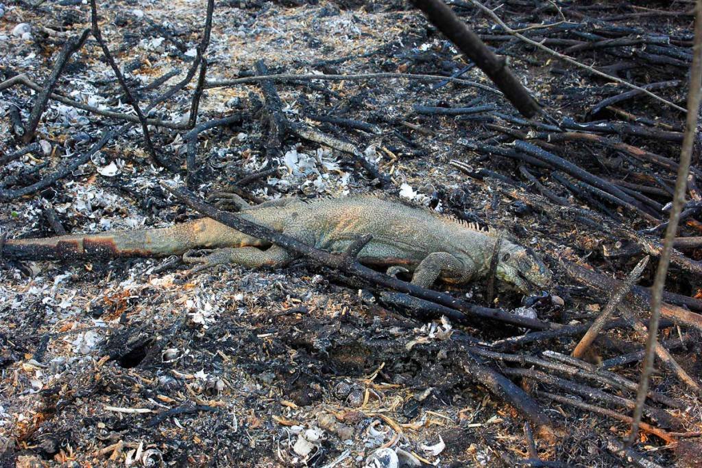 MS: recursos devem atender os 79 municípios que sofrem com queimadas (Chico Ribeiro/ANDA/Divulgação)