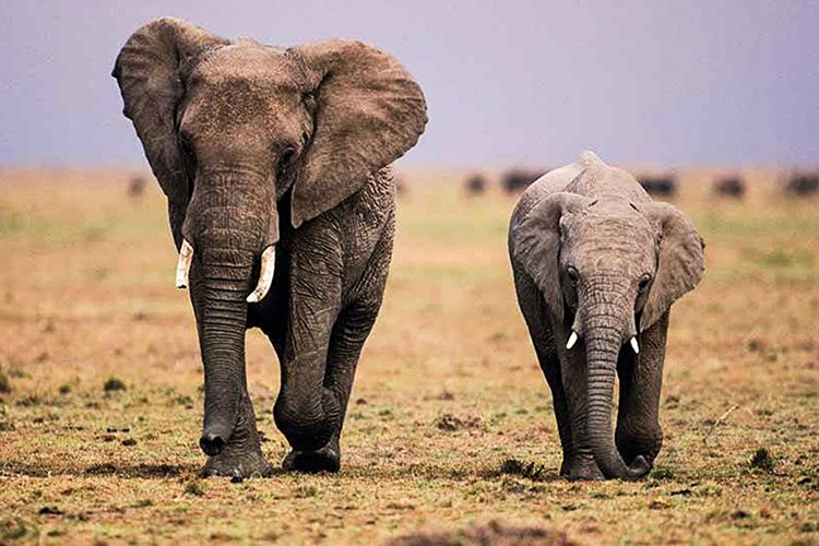 Elefante com seu filhote na África: morte misteriosa está mais perto de ser solucionada (Divulgação/Divulgação)