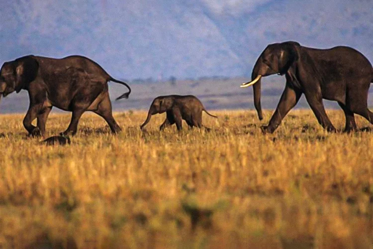 Família de elefantes passeia na África; exames concluíram que um novo vírus dizimou manadas em Botsuana (Thinkstock/Thinkstock)