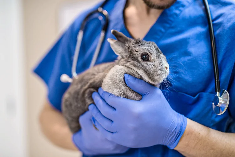 Coelhos: doença afeta os animais e os mata rapidamente (FatCamera/Getty Images)