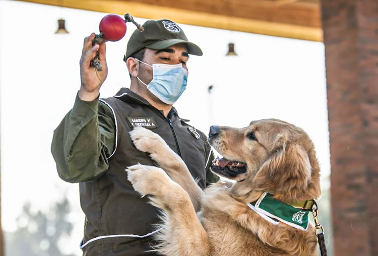 Chile: os cães, cuja possibilidade de contaminação por covid-19 é pequena, começaram o adestramento há um mês (AFP/AFP)