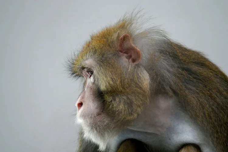 Macacos: vacina da Moderna protege contra a covid-19 em estudo com macacos (AFP/Reprodução)
