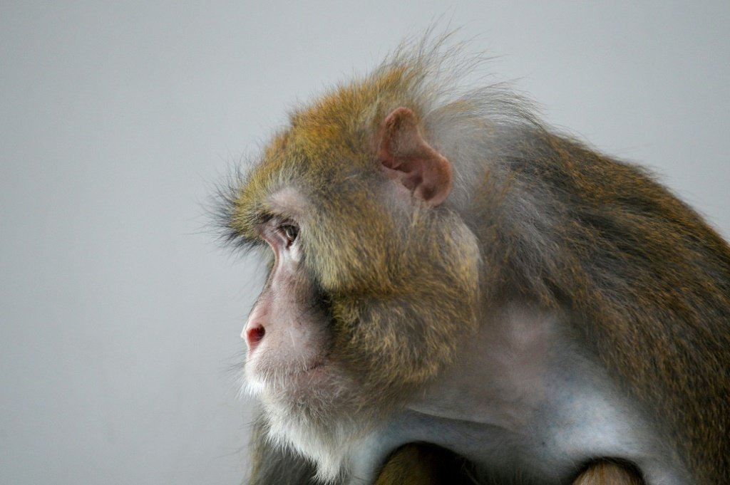 Vacina da Moderna testada em macacos tem resultado promissor