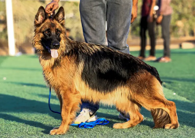 Cachorros: segundo a Organização Mundial da Saúde, animais de estimação provavelmente não transmitem covid-19 a seus donos (AFP/AFP)