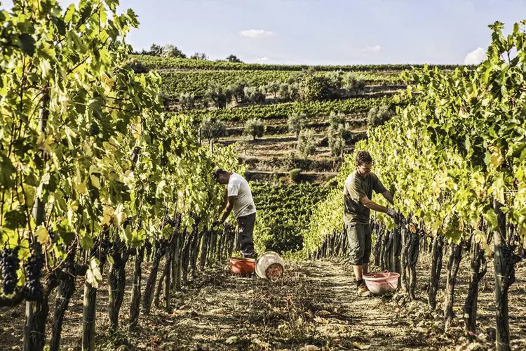 Vinhos: produção está maior que a demanda.  (Marco Bulgarelli/Gamma-Rapho/Getty Images)