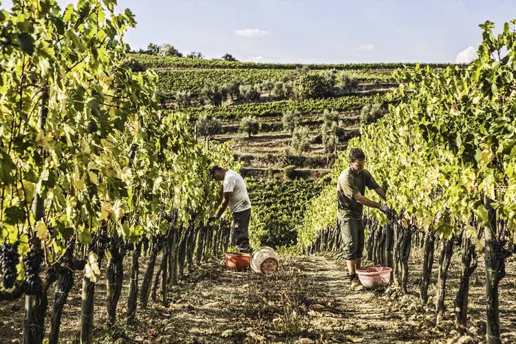 Colheita em vinhedo de Montalcino, na Toscana: os grandes vinhos estão onde estão as grandes uvas (Marco Bulgarelli/Gamma-Rapho/Getty Images)