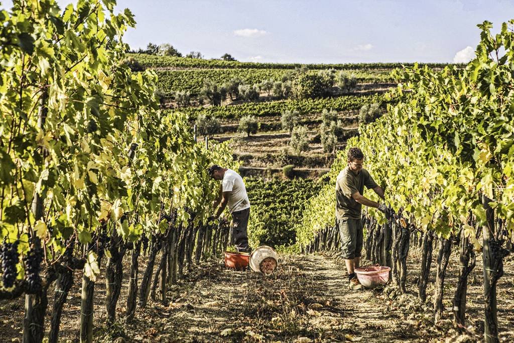 Menos prestigiados, vinhos italianos são tão bons quanto os da França