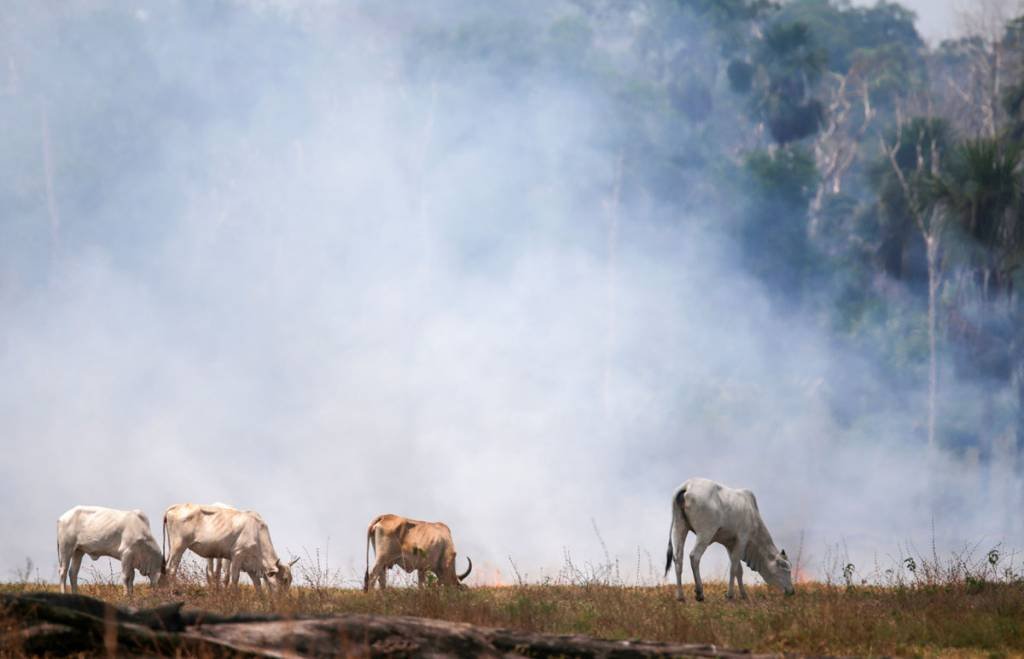 Rastreamento do gado brasileiro será debatido na semana do clima de NY