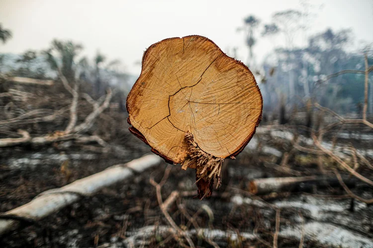 As perdas registradas nas áreas protegidas do bioma amazônico atingiram 1.008 km² entre agosto de 2019 e julho deste ano, alta de 40% em relação aos 12 meses anteriores (Ueslei Marcelino/Reuters)