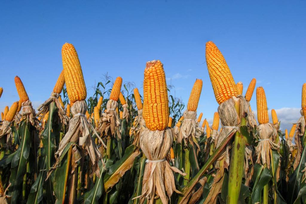 Plantio de milho vai a 66% da área no RS; soja atinge 4% em meio à seca