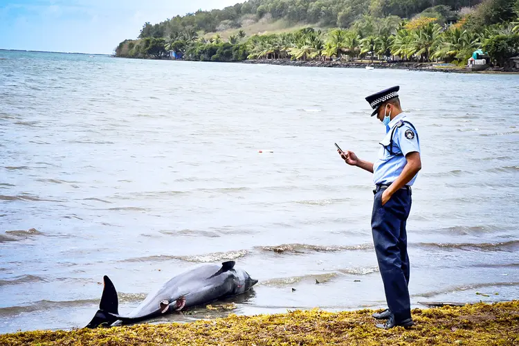 Ilhas Maurício: autópsias em 25 golfinhos que surgiram nas praias na quarta e na quinta-feira são esperadas nos próximos dias (Beekash Roopun/Reuters)