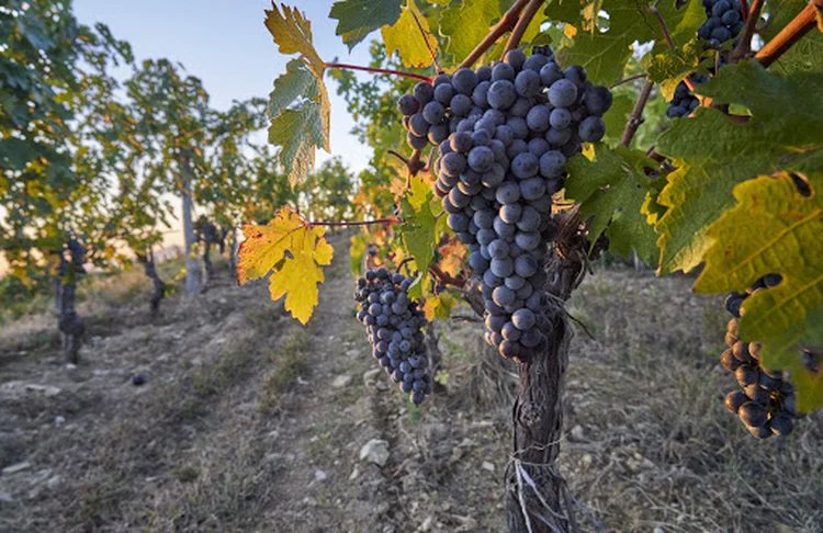 Domaine de Long Dai, vinícola chinesa: local de produção de grandes vinhos (Divulgação/Divulgação)