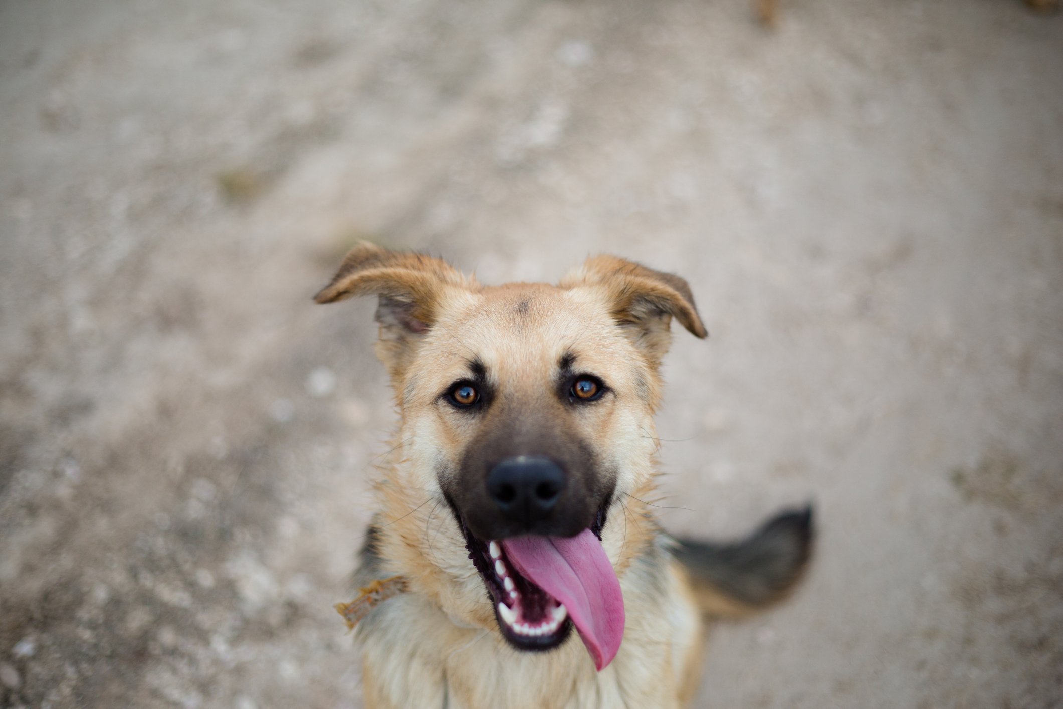 Quando o cachorro vira idoso? Resposta pode variar segundo esse fator