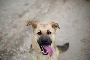 Quando o cachorro vira idoso? Resposta pode variar segundo esse fator