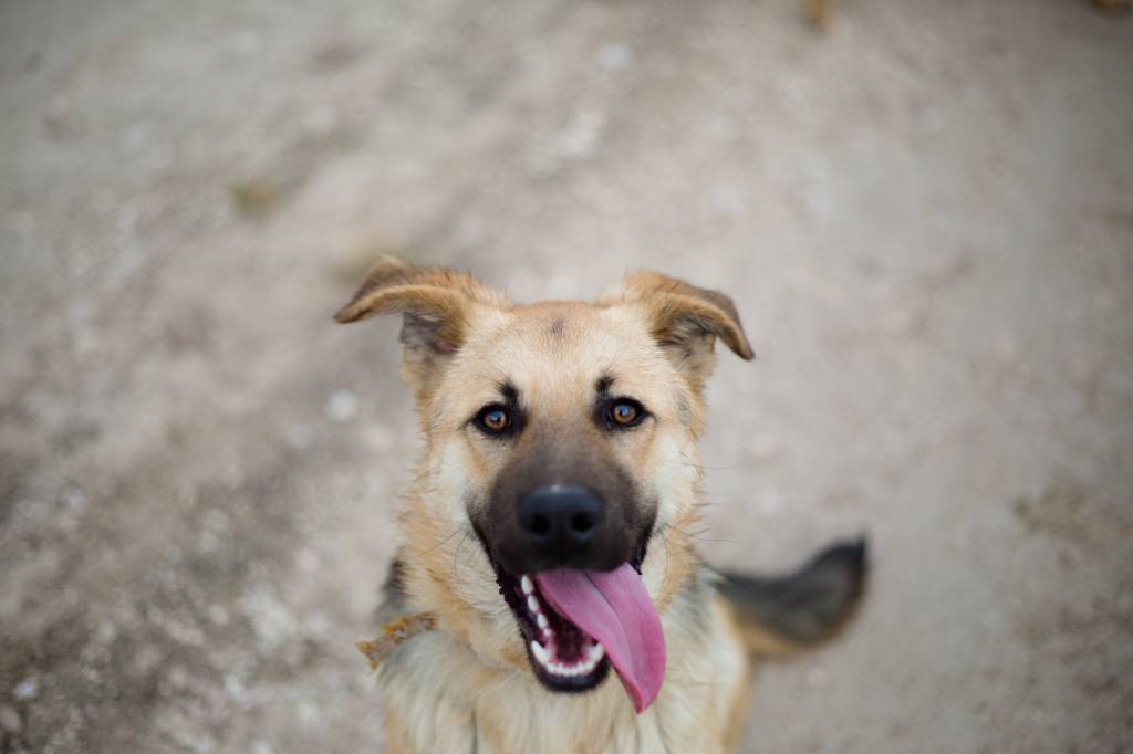 Quando o cachorro vira idoso? Resposta pode variar segundo esse fator