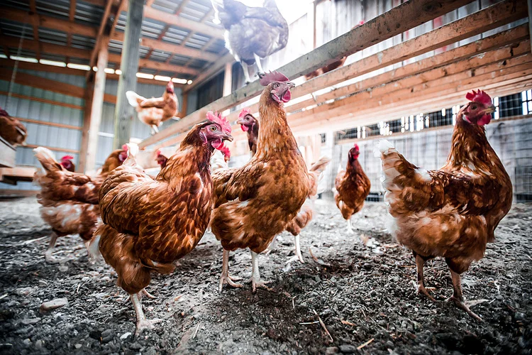 Frango: a Associação Brasileira e Proteína Animal reiterou que não há evidência de que o novo coronavírus seja transmitido por alimentos. (Edwin Remsberg/Getty Images)