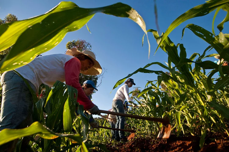 Agricultura familiar: Deputados e senadores poderão derrubar ou manter os dispositivos vetados pelo presidente em sessão conjunta do Congresso (J R Ripper/Getty Images)