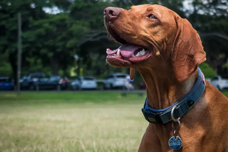 Cachorro: Zee.Dog é uma startup de produtos para pets, como brinquedos, que aposta no design e na inovação (Peter Bertli / EyeEm/Getty Images)