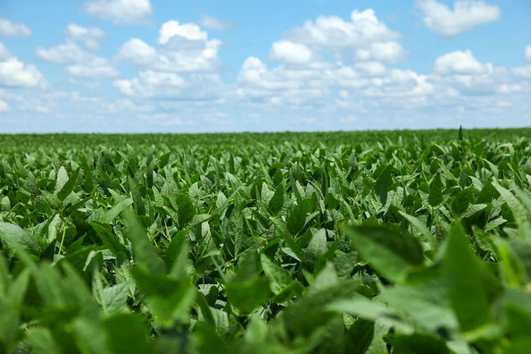 Agricultura: defensivos biológicos ainda representam só 2% do mercado total (Alexis Prappas/Exame)