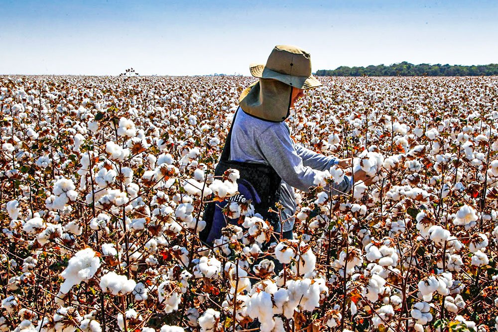 O algodão não cardado e não penteado atingiu um recorde de US$ 2,68 bilhões
