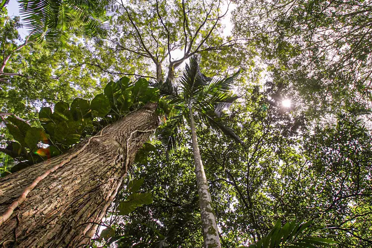 A Amazônia tem um grande estoque de carbono que pode ser exportado. O governo espera que o Floresta+ Carbono movimente 1 bilhão de reais por ano (Paulo Amorim/Getty Images)