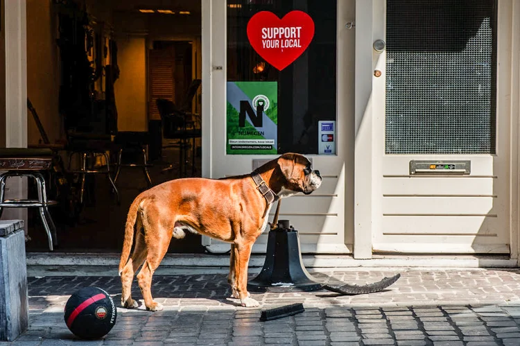 Cachorro na Holanda: programa nacional para castração e vacinação (Romy Arroyo Fernandez/NurPhoto/Getty Images)