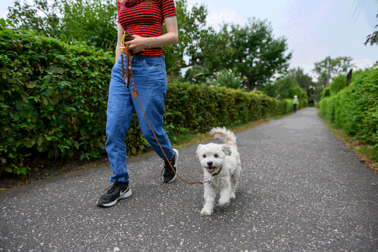 Cachorro: alemães deverão passear com seus animais duas vezes por dia (Jonas Walzberg/Getty Images)