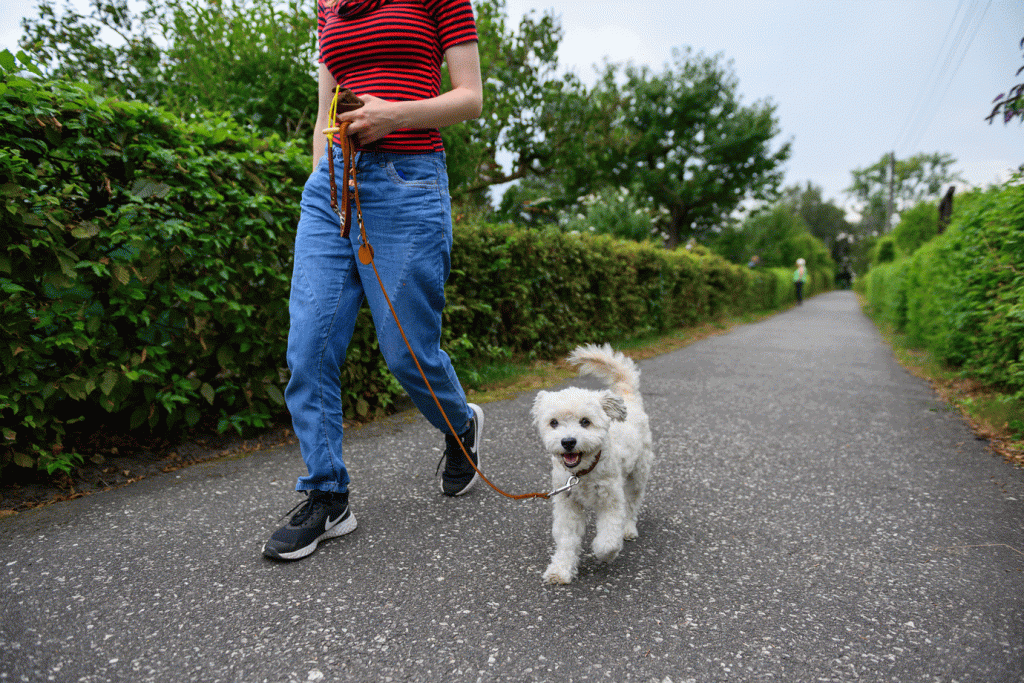 Mulher leva cachorro para passear na Alemanha