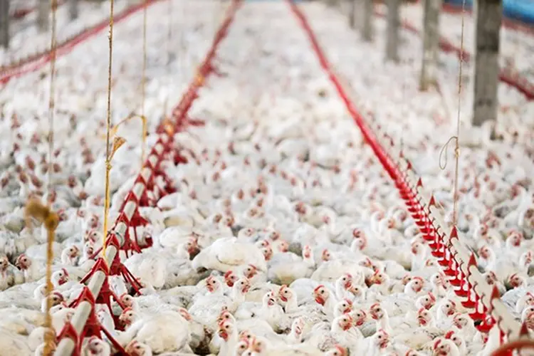Criação de frangos: frigoríficos redobraram medidas de higiene e controle em meio à pandemia do novo coronavírus (Rodolfo Buhrer/Reuters)
