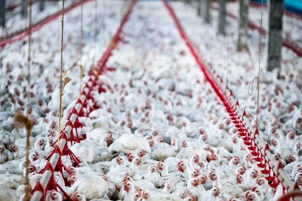 China diz que frango importado do Brasil veio com coronavírus