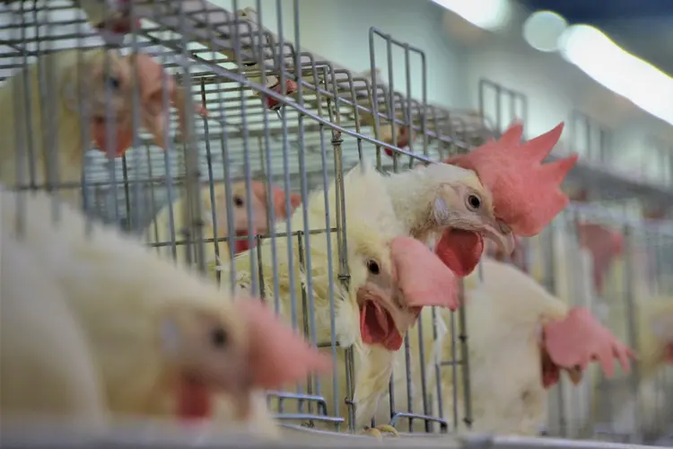 LIAOCHENG, CHINA - JULY 31: Chickens are seen in cages at a chicken farm on July 31, 2020 in Liaocheng, Shandong Province of China. (Photo by Zhao Yuguo/VCG via Getty Images) (Zhao Yuguo/VCG/Getty Images)