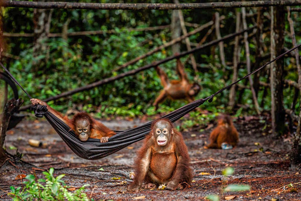Macacos na mata: programa de prevenção ao desmatamento adotado na Amazônia brasileira entre 2005 e 2012 é referência para o estudo (Jonathan Perugia/Getty Images)
