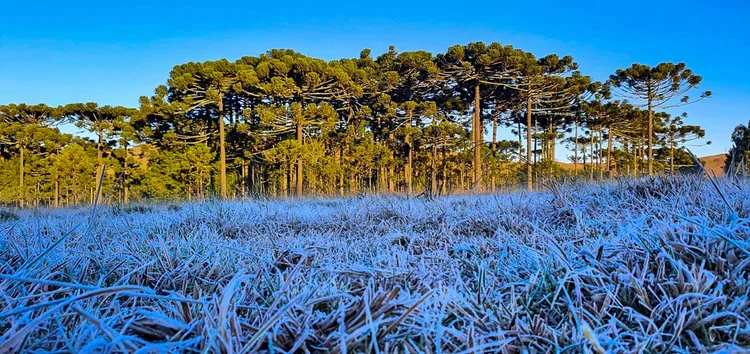 Na Argentina, as mínimas desta quarta-feira foram de 5°C em Calafates, 5,4ºC em Ushuaia; 7,0ºC em Rio Grande; e 9,3ºC em Bariloche (Mycchel Legnaghi / São Joaquim Online/Divulgação)