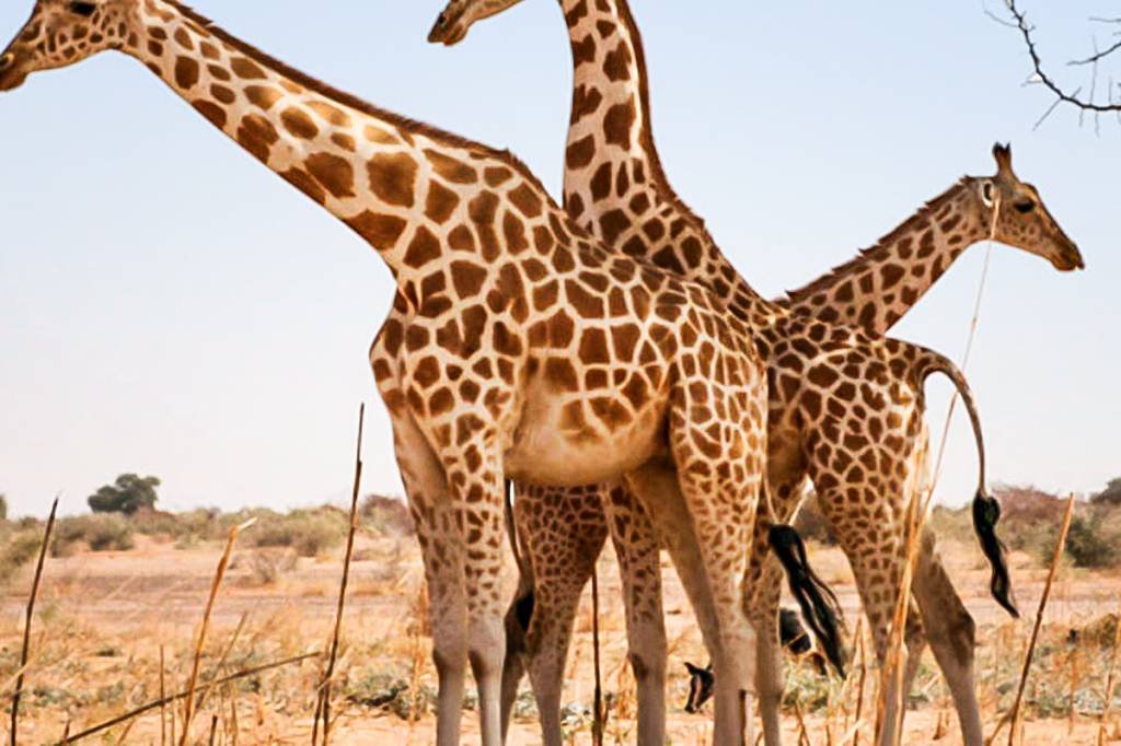 As girafas estão em extinção. E a proteção a elas pode chegar tarde demais