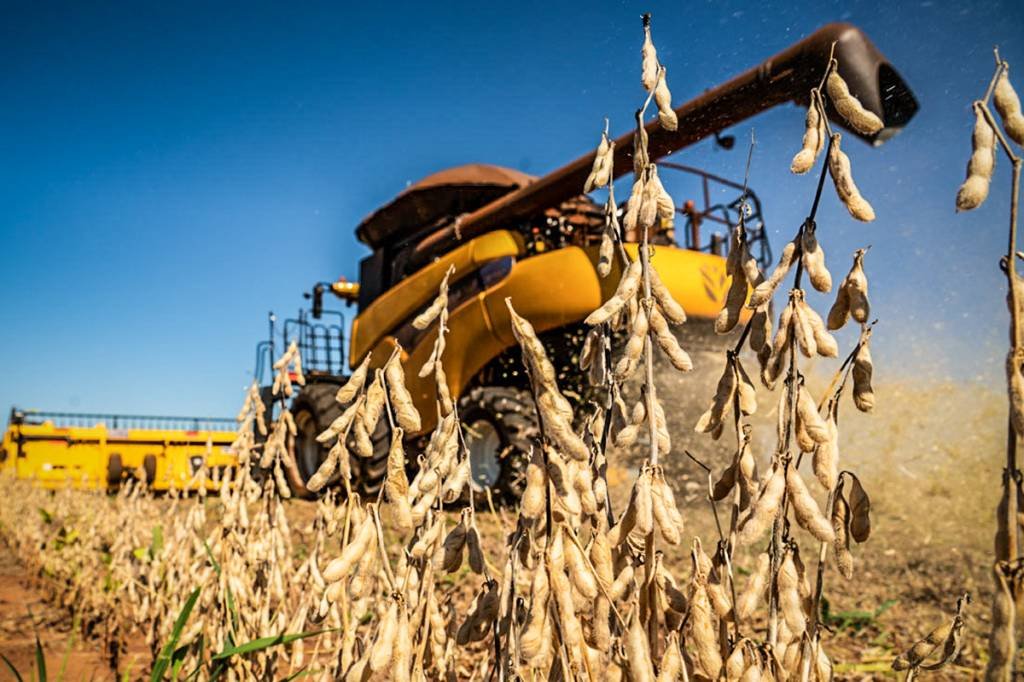 Governo zera tarifas de importação de milho e soja